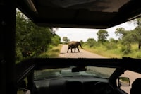 an elephant crossing the road in front of a car